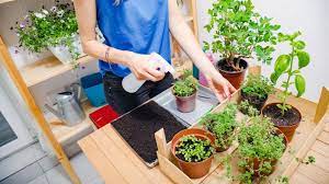 Decorating-with-Plants-The-Benefits-and-Best-Practices-thehouseholddaily-daily-1.jpg