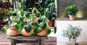 Decorating-with-Plants-The-Benefits-and-Best-Practices-thehouseholddaily-daily.jpg