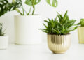 Decorating-with-Plants-The-Benefits-and-Best-Practices-thehouseholddaily-daily-1-1.jpg