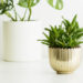 Decorating-with-Plants-The-Benefits-and-Best-Practices-thehouseholddaily-daily-1-1.jpg
