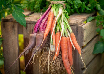 Creative Vegetable Garden Ideas for a Thriving UK Plot