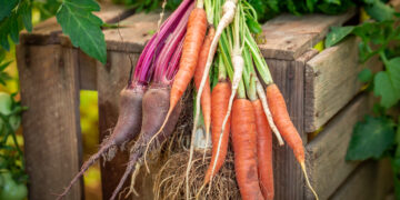 Creative Vegetable Garden Ideas for a Thriving UK Plot