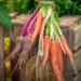 Creative Vegetable Garden Ideas for a Thriving UK Plot