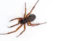 False widow spider near a window
