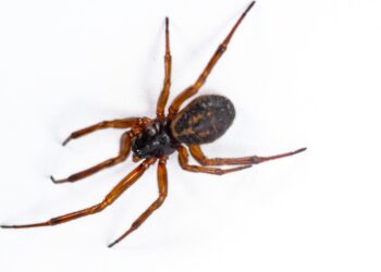 False widow spider near a window