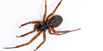 False widow spider near a window