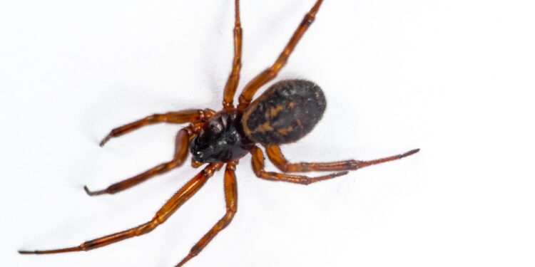False widow spider near a window