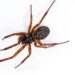 False widow spider near a window