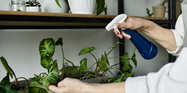 Person misting houseplants with spray bottle to keep them pest-free.