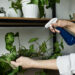 Person misting houseplants with spray bottle to keep them pest-free.