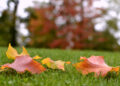Close-up of a neatly trimmed autumn lawn with fallen leaves being raked, showing seasonal lawn care in progress.