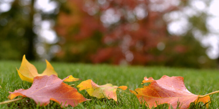 Close-up of a neatly trimmed autumn lawn with fallen leaves being raked, showing seasonal lawn care in progress.