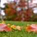 Close-up of a neatly trimmed autumn lawn with fallen leaves being raked, showing seasonal lawn care in progress.