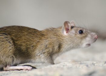 A small brown rat near a skirting board in a home, highlighting early warning signs of rodent infestation.