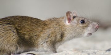 A small brown rat near a skirting board in a home, highlighting early warning signs of rodent infestation.