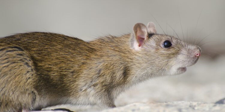 A small brown rat near a skirting board in a home, highlighting early warning signs of rodent infestation.