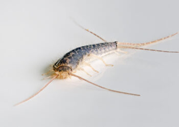 Close-up of a silverfish insect crawling on a bathroom floor tile, representing common UK household pest problems.