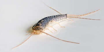 Close-up of a silverfish insect crawling on a bathroom floor tile, representing common UK household pest problems.