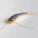 Close-up of a silverfish insect crawling on a bathroom floor tile, representing common UK household pest problems.