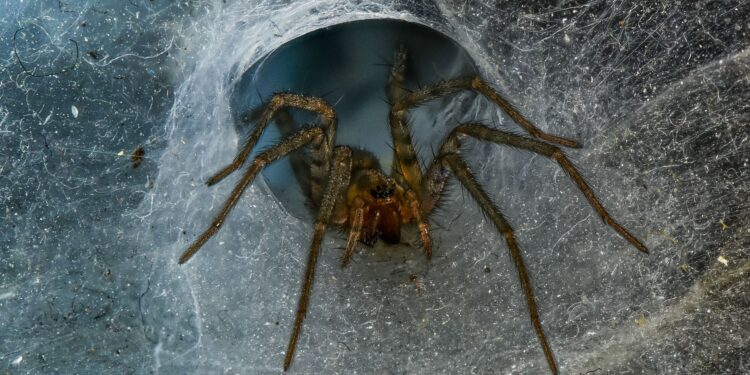A spider sitting in the corner of a living room during autumn in the UK.