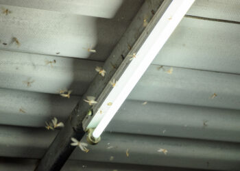 A view inside a UK loft with cluster flies gathering near a window frame, showing a common seasonal infestation.