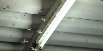 A view inside a UK loft with cluster flies gathering near a window frame, showing a common seasonal infestation.