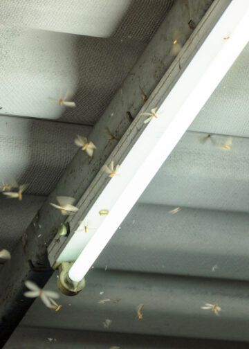 A view inside a UK loft with cluster flies gathering near a window frame, showing a common seasonal infestation.