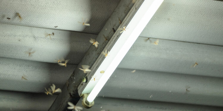 A view inside a UK loft with cluster flies gathering near a window frame, showing a common seasonal infestation.