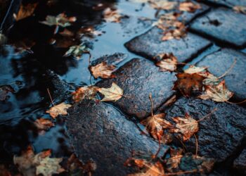 A homeowner clearing autumn leaves from a garden drain to prevent blockages.
