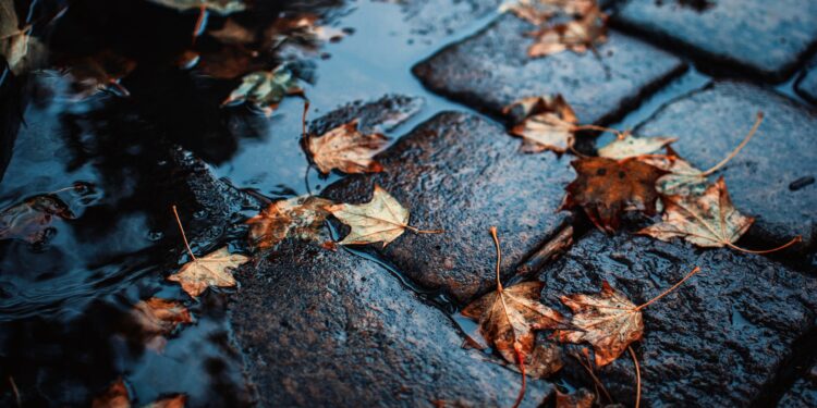 A homeowner clearing autumn leaves from a garden drain to prevent blockages.