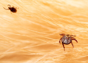 Close-up of a carpet showing tiny fleas hopping, highlighting an indoor flea infestation even in a pet-free home.