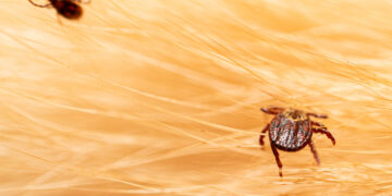 Close-up of a carpet showing tiny fleas hopping, highlighting an indoor flea infestation even in a pet-free home.
