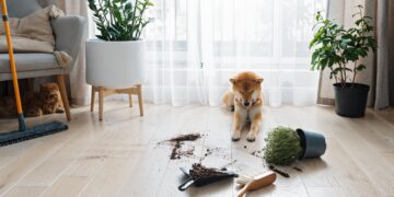 Pet dog sitting next to spilled soil and overturned plant on a carpeted living room floor, showing common pet-related messes at home