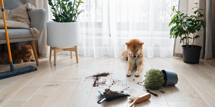 Pet dog sitting next to spilled soil and overturned plant on a carpeted living room floor, showing common pet-related messes at home
