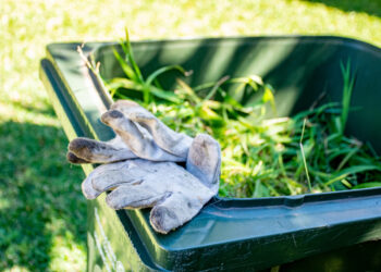Green garden waste bin filled with fresh grass clippings and weeds, with a pair of gardening gloves resting on the edge in a sunny garden.