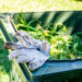 Green garden waste bin filled with fresh grass clippings and weeds, with a pair of gardening gloves resting on the edge in a sunny garden.
