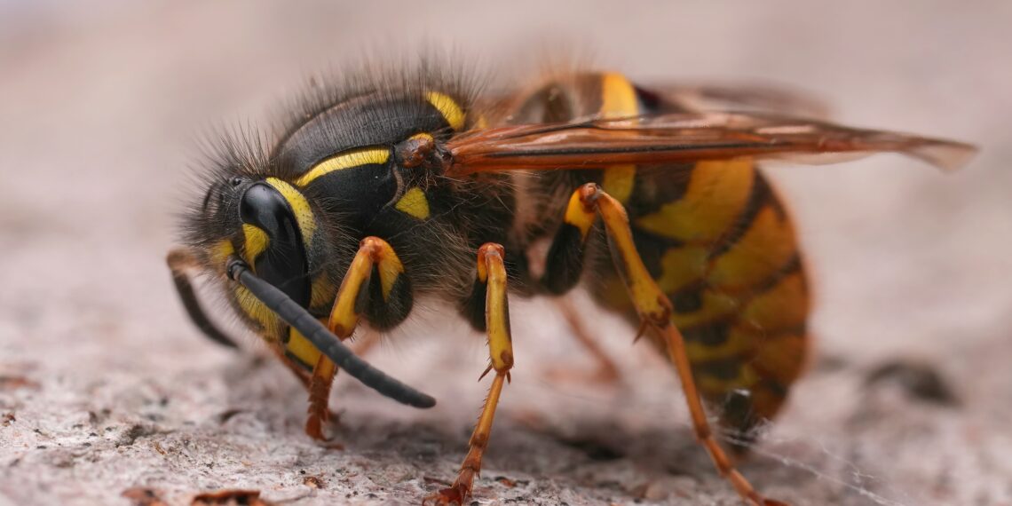 Wasp nest attached under house eaves near roofline with visible wasps flying around