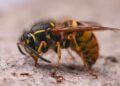 Wasp nest attached under house eaves near roofline with visible wasps flying around