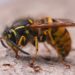 Wasp nest attached under house eaves near roofline with visible wasps flying around