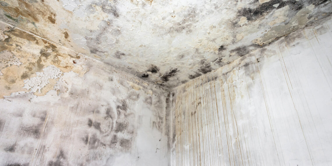 Severe black mould growth on a damp interior wall and ceiling corner with peeling paint and water stains