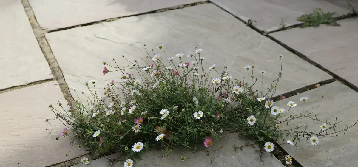 Weeds and wildflowers growing between grey paving stones