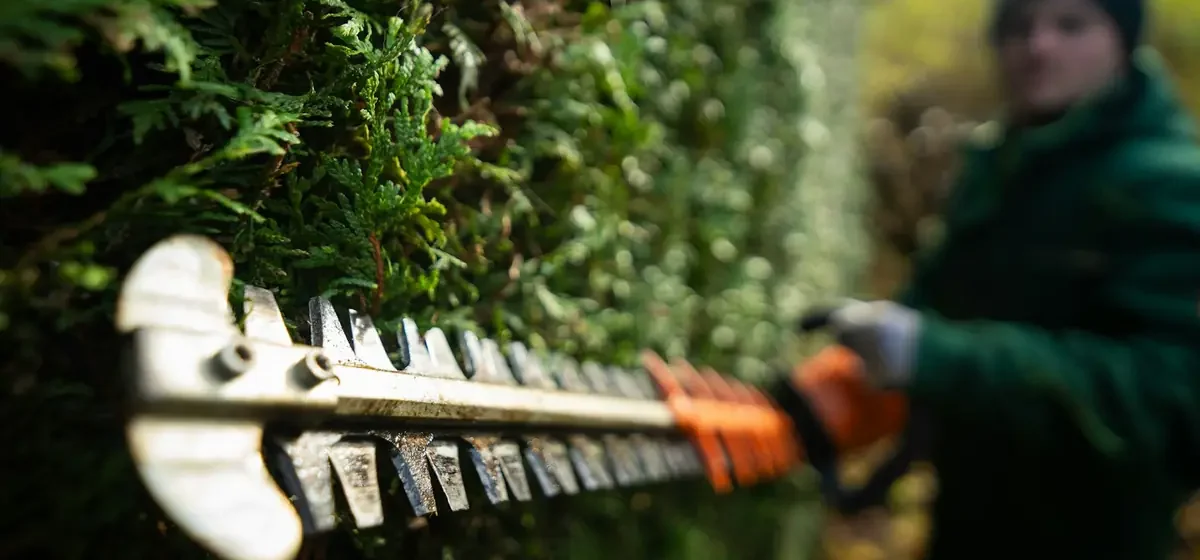 Gardener trimming a tall evergreen hedge with a trimmer