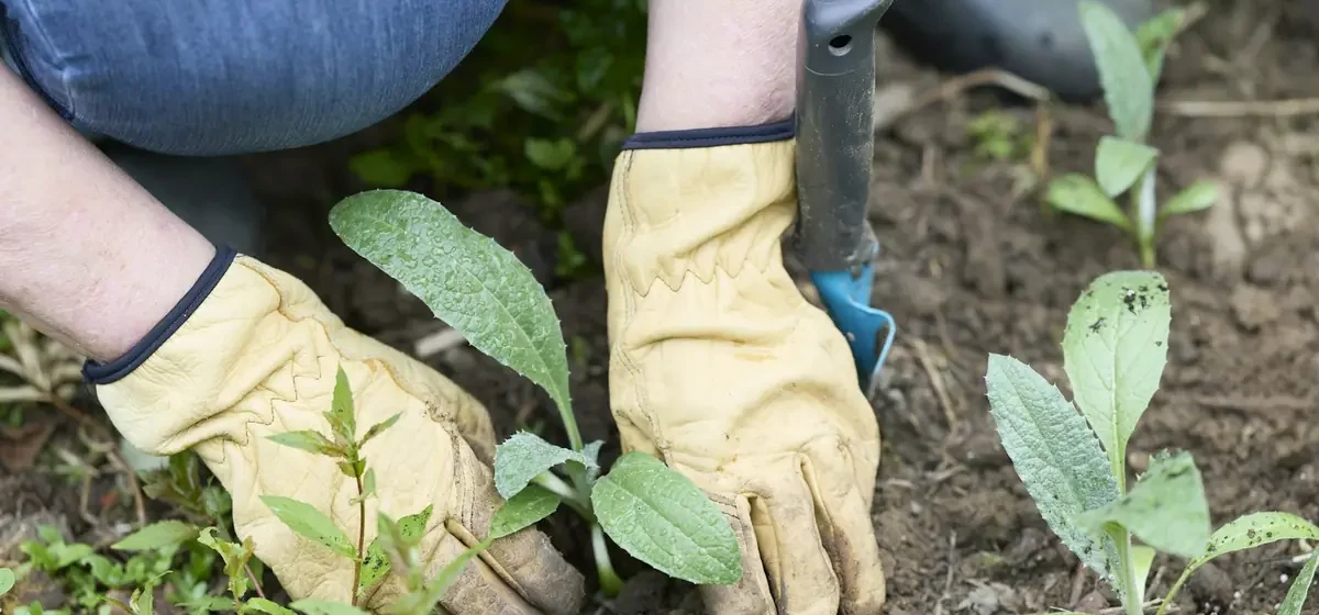 Gloved hands planting a seedling with a trowel