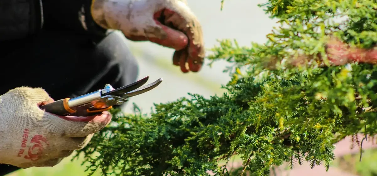 Gloved hands pruning a conifer branch with secateurs