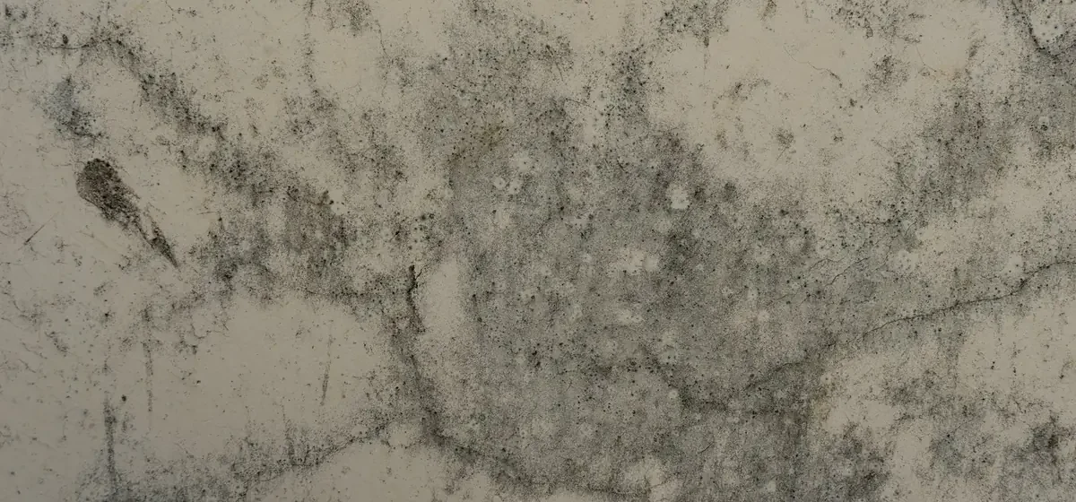 Close-up of mould spreading across a textured wall surface
