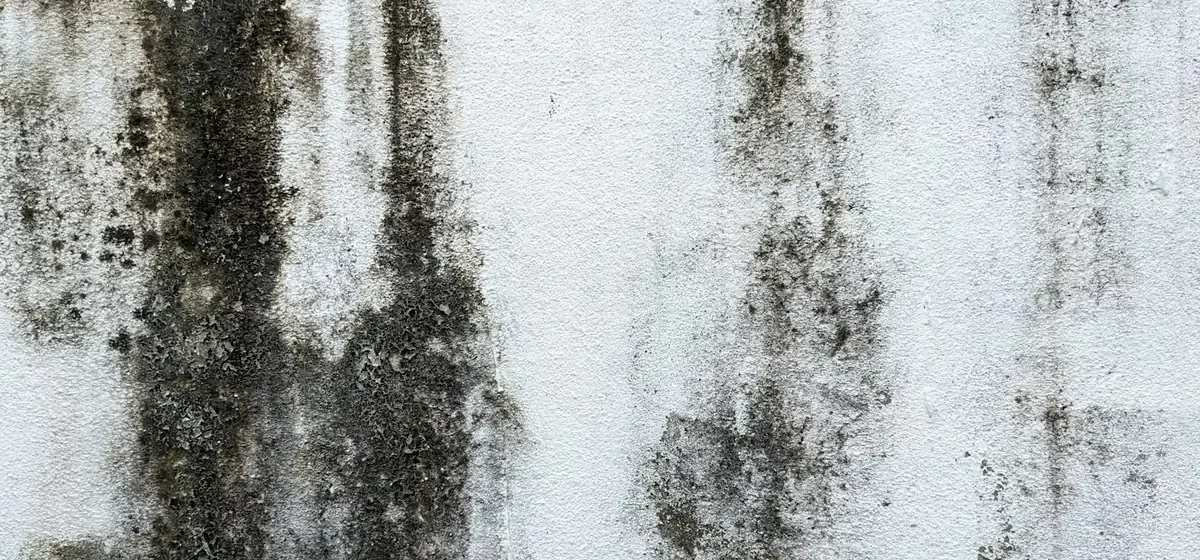 Patches of black mould growing on a white painted wall
