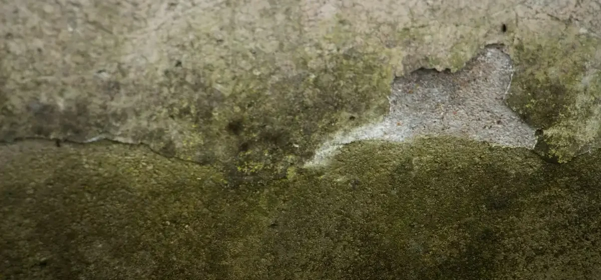 Green moss and lichen spreading across a damp painted wall