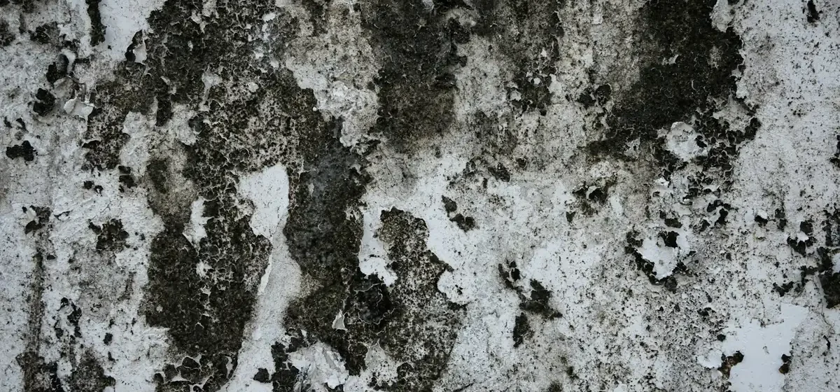 Paint peeling away from a stained and grimy interior wall